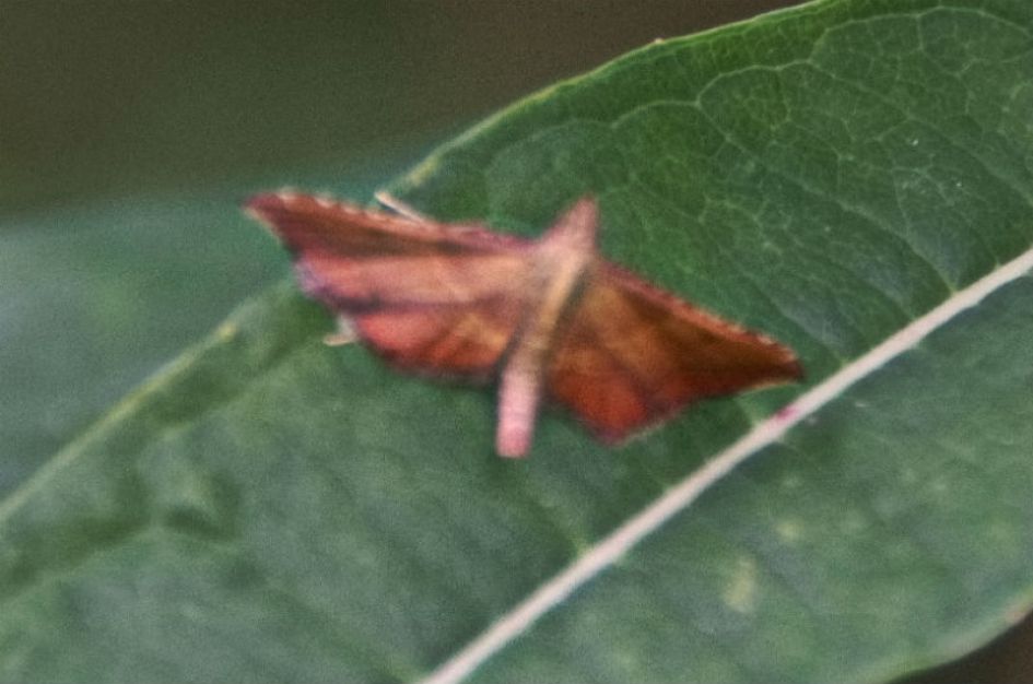 Nachtvlinder onbekend